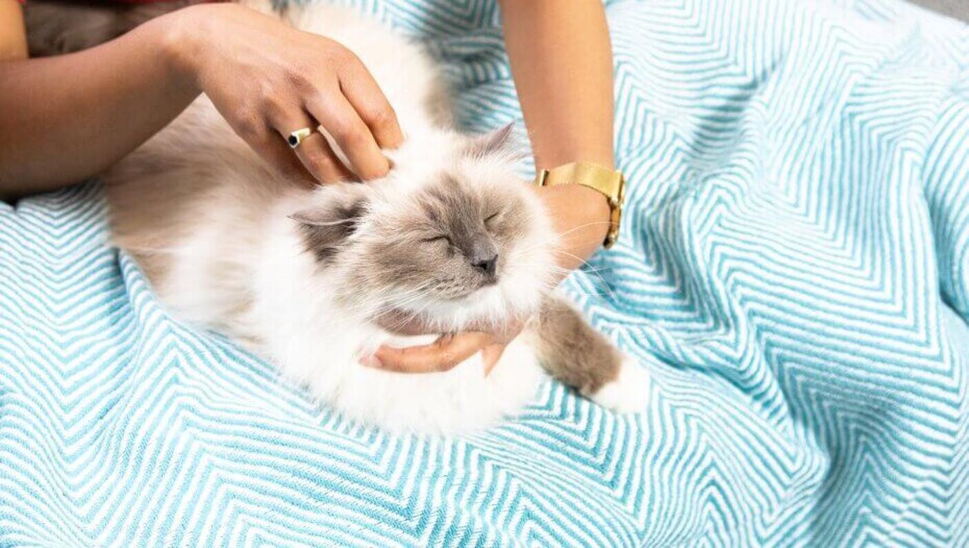 Woman petting a fluffy cat